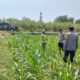 Kanit Binmas Polsek Bandarkedungmulyo Pantau Perkembangan Tanaman Jagung