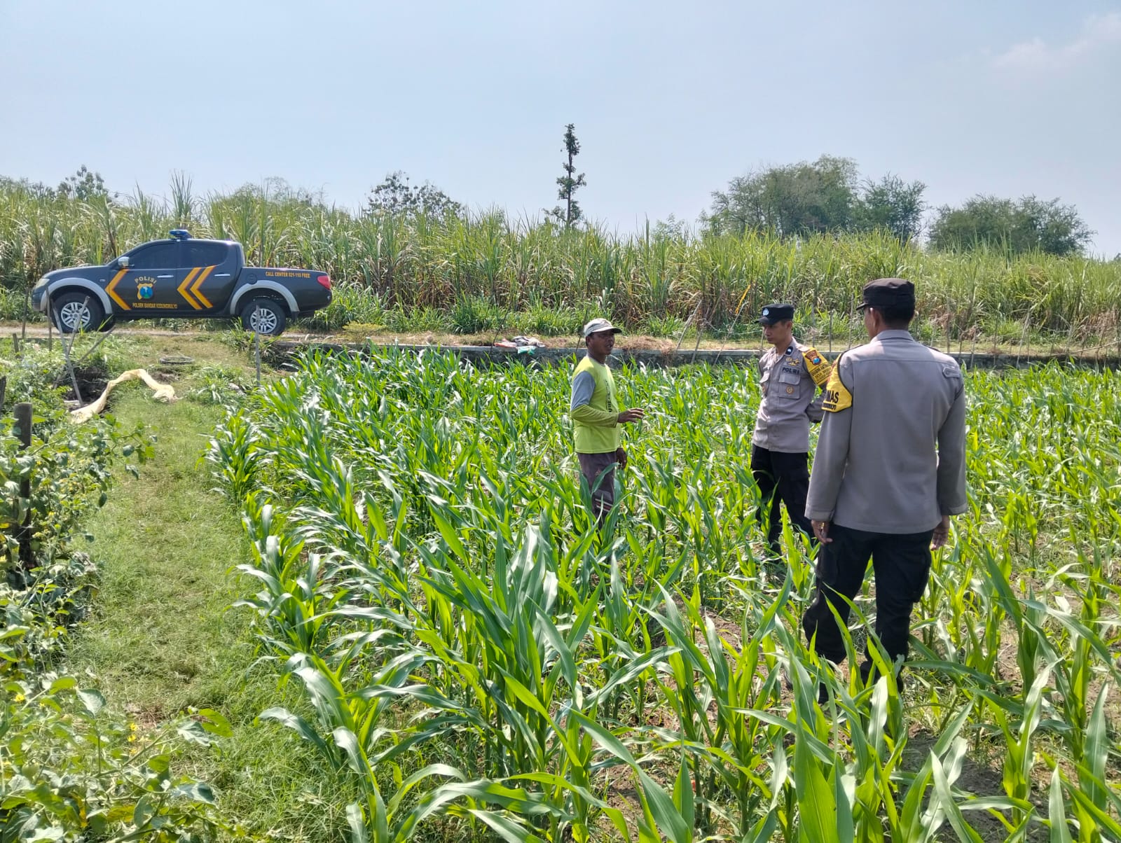 Kanit Binmas Polsek Bandarkedungmulyo Pantau Perkembangan Tanaman Jagung