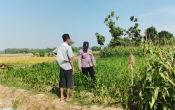 Polsek Perak Dampingi Petani Jagung, Perkuat Ketahanan Pangan Nasional
