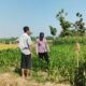 Polsek Perak Dampingi Petani Jagung, Perkuat Ketahanan Pangan Nasional