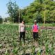 Polsek Ngusikan Melakukan Pengecekan Tanaman Jagung Bantuan Dinas Pertanian melalui Polres Jombang