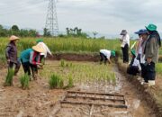 Sinergi Aktif Telusuri Potensi perkuatkan ketahanan pangan di desaLubuk suli