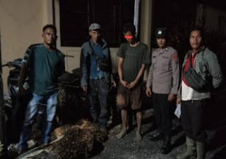Amankan Pencuri Kelapa Sawit : Polsek Pinangsori Tangkap Pemuda SS,70 Kg TBS Jadi Barang Bukti