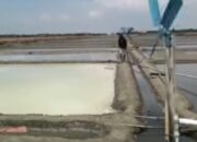 Harga Garam Anjlok di Brebes, Petani Menjerit