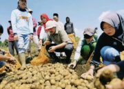 Dukung Sektor Pertanian, Bupati Kerinci Tinjau Penangkaran dan Potensi Budidaya di BBI Dukung Sektor Pertanian, Bupati Kerinci Tinjau Penangkaran dan Potensi Budidaya di BBI