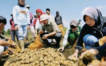 Dukung Sektor Pertanian, Bupati Kerinci Tinjau Penangkaran dan Potensi Budidaya di BBI Dukung Sektor Pertanian, Bupati Kerinci Tinjau Penangkaran dan Potensi Budidaya di BBI