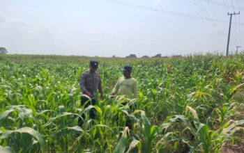 Personel Polsek Bareng Laksanakan Pemantauan Tanaman Jagung Kuartal II Tahun 2026 dalam Mendukung Program Ketahanan Pangan
