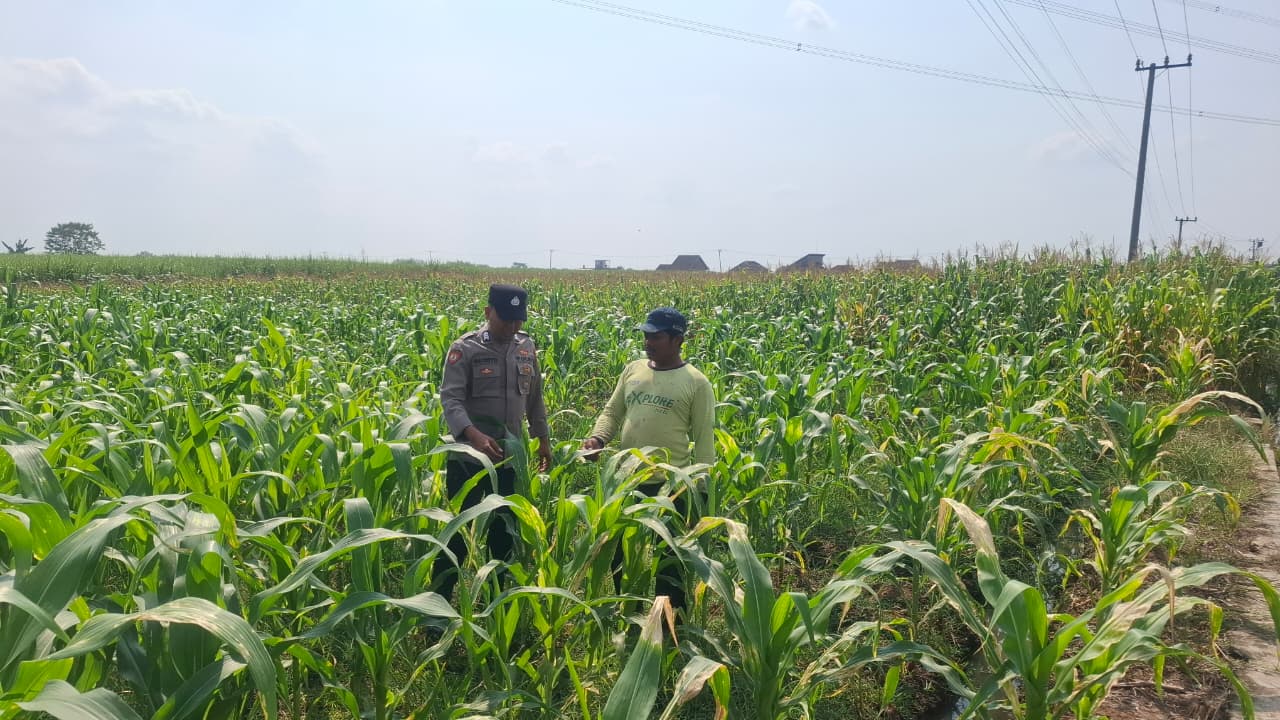 Personel Polsek Bareng Laksanakan Pemantauan Tanaman Jagung Kuartal II Tahun 2026 dalam Mendukung Program Ketahanan Pangan