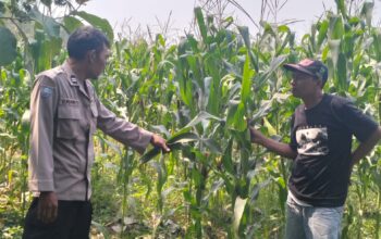 Dukung Ketahanan Pangan, Polsek Mojowarno melaksanakan Pengecekan Tanaman Jagung