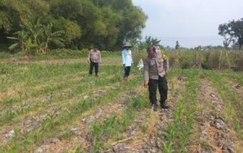 Polsek Diwek Tinjau Tanaman Jagung Dukung Program Nasional Asta Cita