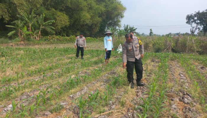 Polsek Diwek Tinjau Tanaman Jagung Dukung Program Nasional Asta Cita