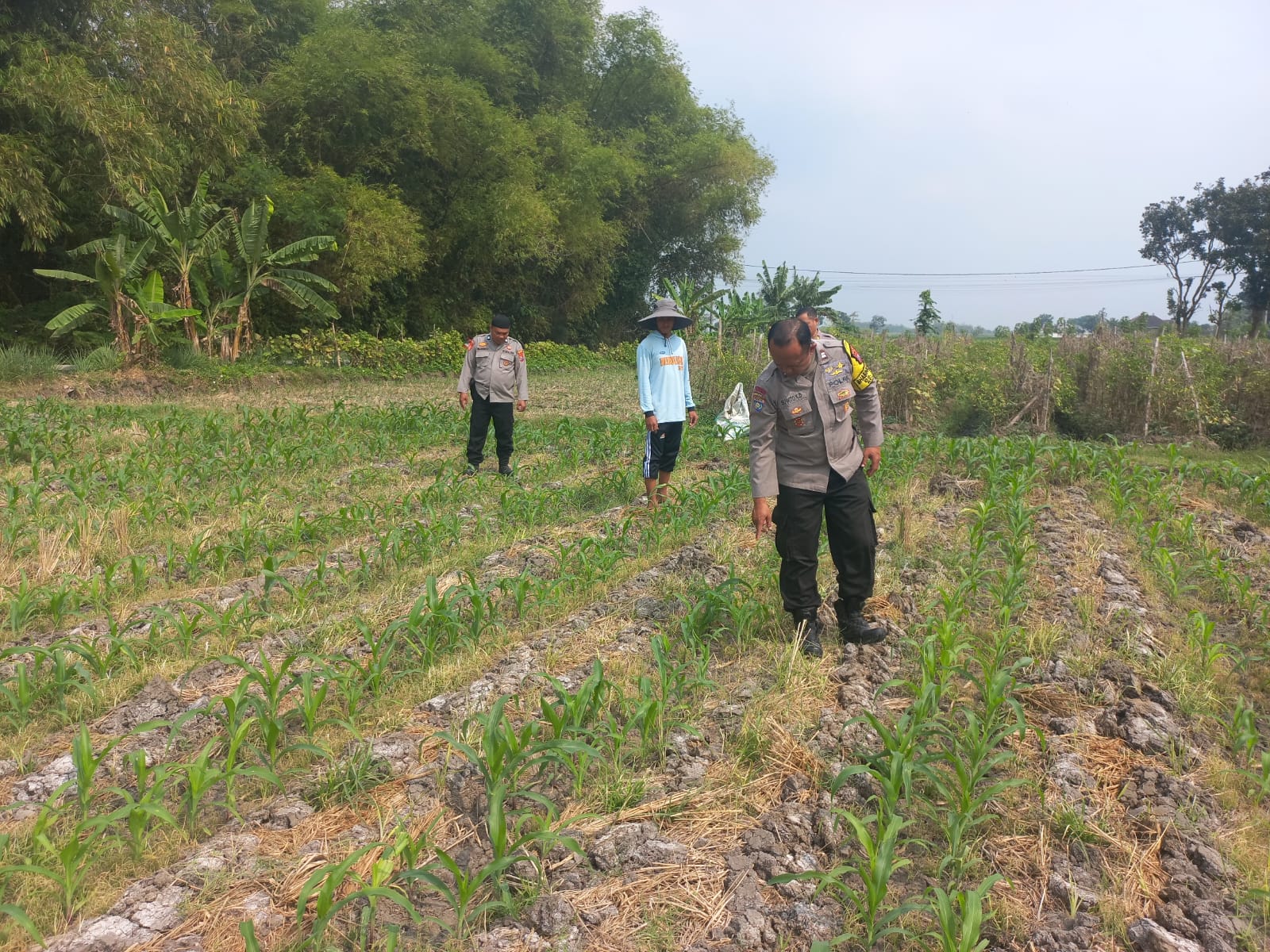Polsek Diwek Tinjau Tanaman Jagung Dukung Program Nasional Asta Cita