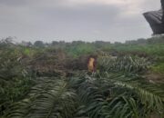 Penumbangan Pohon Sawit di Eks Lahan PT BSP Tuai Keluhan Kelompok Tani Dadimulyo
