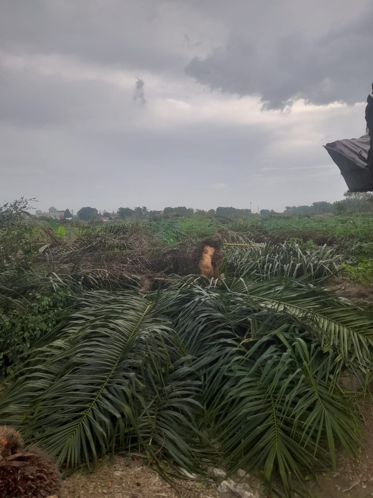 Penumbangan Pohon Sawit di Eks Lahan PT BSP Tuai Keluhan Kelompok Tani Dadimulyo