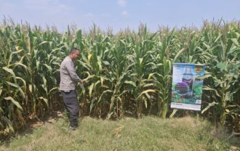 Bhabinkamtibmas Polsek Mojoagung Tinjau Lahan Jagung di Desa Betek
