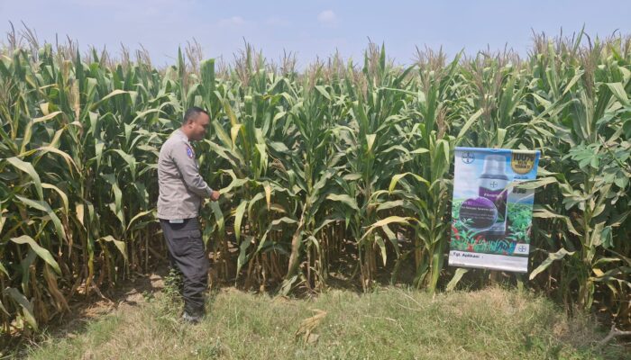 Bhabinkamtibmas Polsek Mojoagung Tinjau Lahan Jagung di Desa Betek