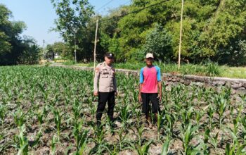 Polsek Ngusikan Dampingi Petani, Pastikan Pertumbuhan Tanaman Jagung Optimal