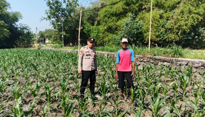 Polsek Ngusikan Dampingi Petani, Pastikan Pertumbuhan Tanaman Jagung Optimal
