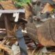 Satpol PP Deli Serdang Robohkan Pondok Warga di Hutan Lindung Mangrove, Kuasa Hukum KTH Pantai Labu Forestry Pertanyakan Aliran Anggaran dan Wewenang Pemkab