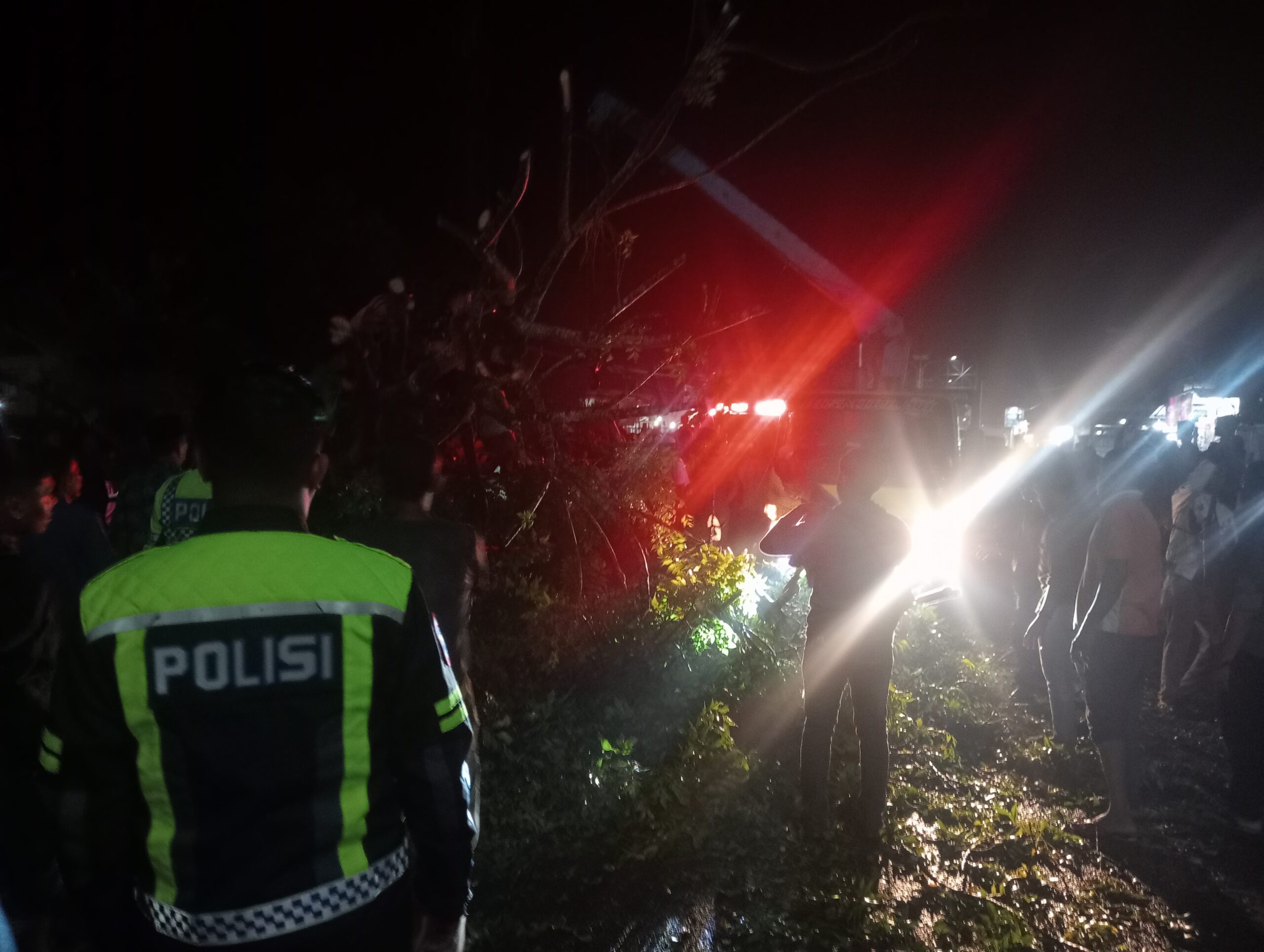 Satu Pohon Tumbang Menimpa Carry Pickup Dengan Sejumlah Penumpang di Dalamnya