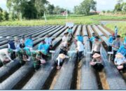 Dukung Swasembada Pangan, Gerakan Penanaman Bawang Putih Serentak Seluas 110 Hektare Dimulai di Kayu Aro