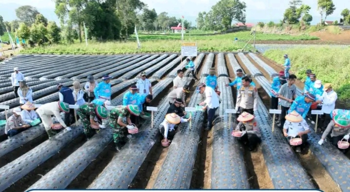 Dukung Swasembada Pangan, Gerakan Penanaman Bawang Putih Serentak Seluas 110 Hektare Dimulai di Kayu Aro