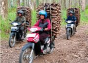 Kemarau Bukan Musibah, Rencek Hutan Jati Jadi Napas Ekonomi Warga Cibunar Tegal