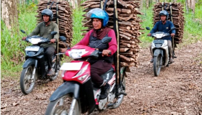 Kemarau Bukan Musibah, Rencek Hutan Jati Jadi Napas Ekonomi Warga Cibunar Tegal