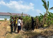 Niat Bersihkan Sawah Berujung Petaka, Motor Petani di Brebes Ludes Dilalap Api Saat Bakar Rumput Kering