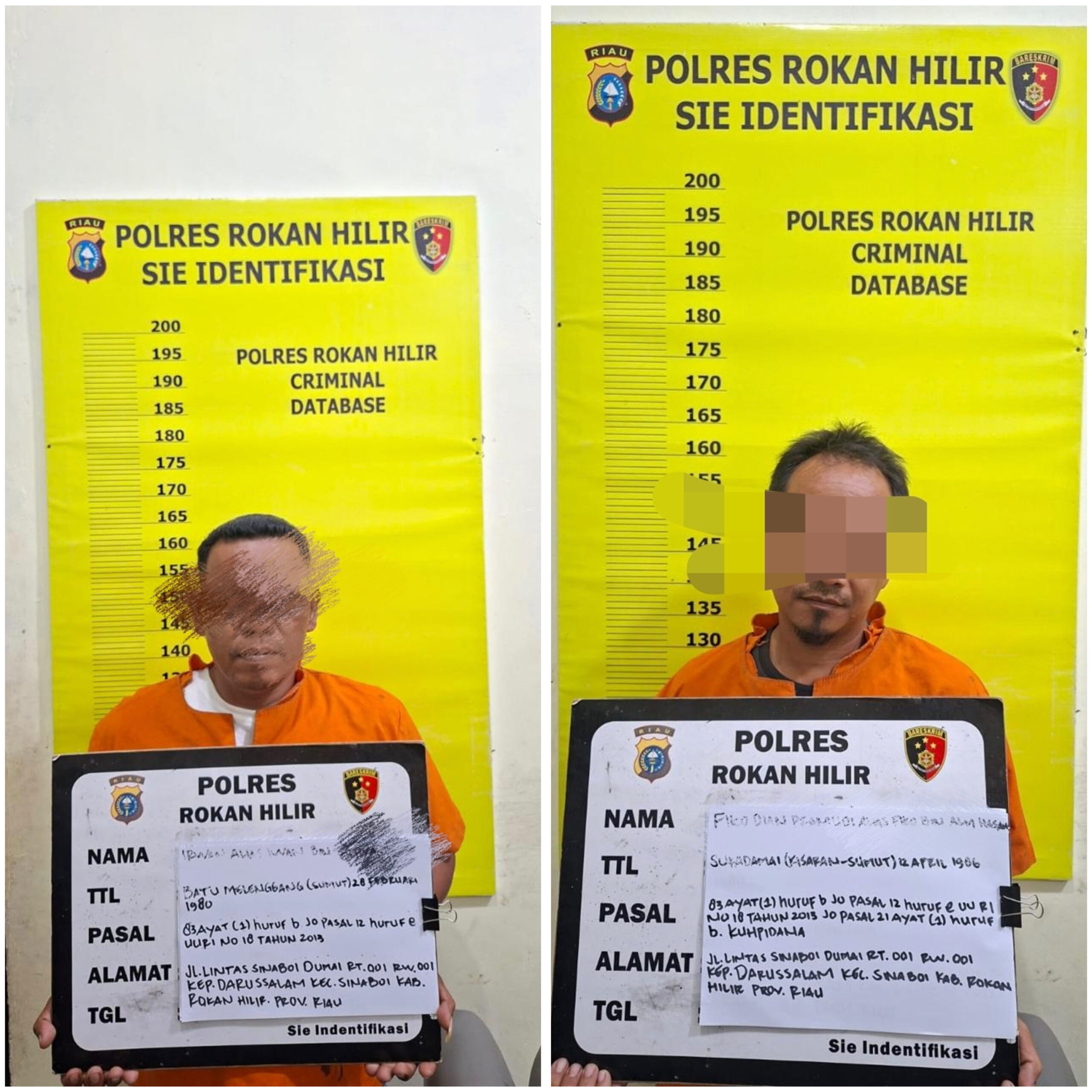 Polres Rokan Hilir tindak tegas Illegalloging di Sinaboi, 2 Tersangka Diamankan, Ratusan Batang Kayu Disita